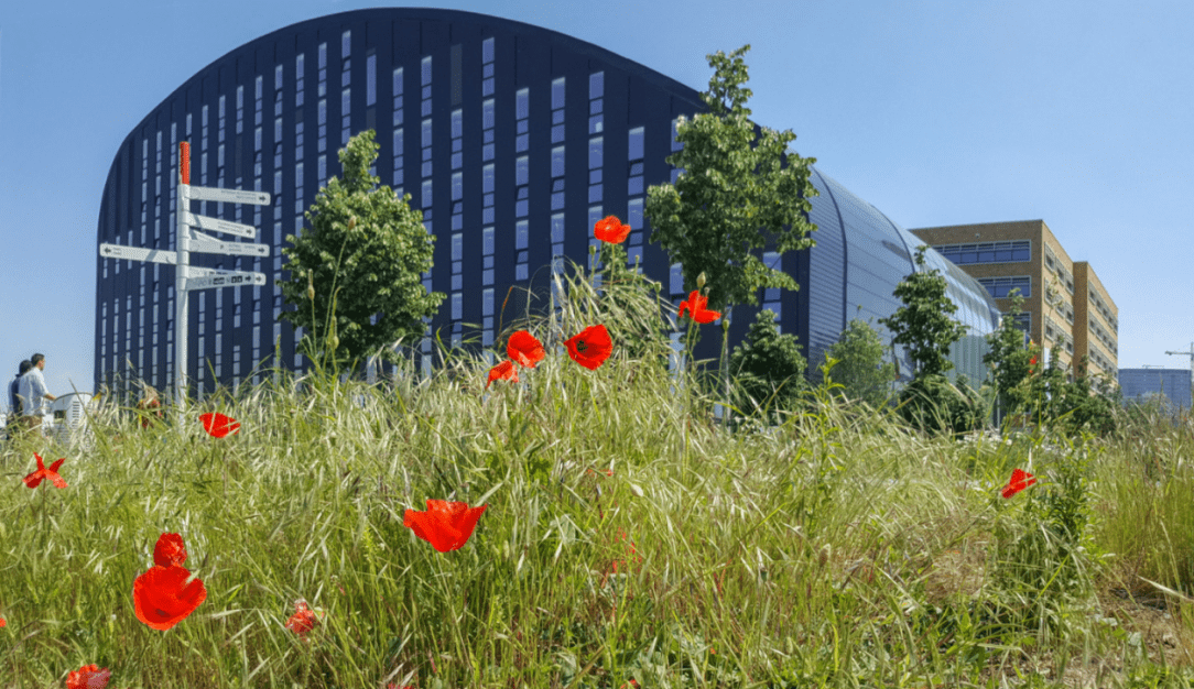 Champs de coquelicots devant le bâtiment de Bruxelles Environnement